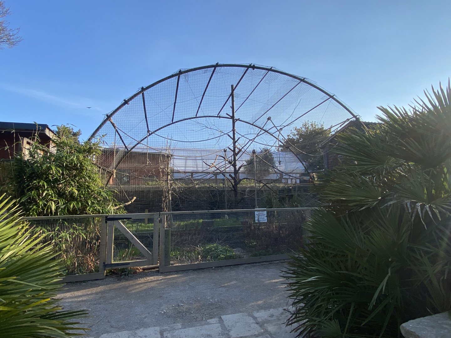 Red-faced spider monkey enclosure 190325