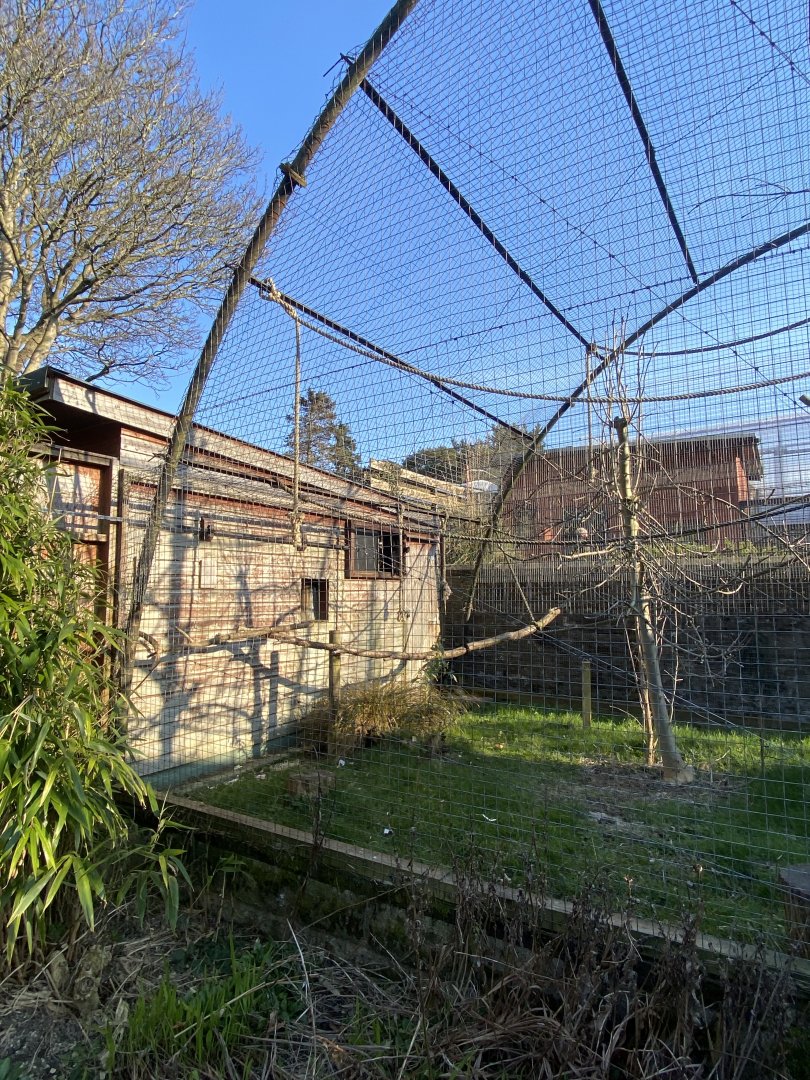 Red-faced spider monkey enclosure 190325