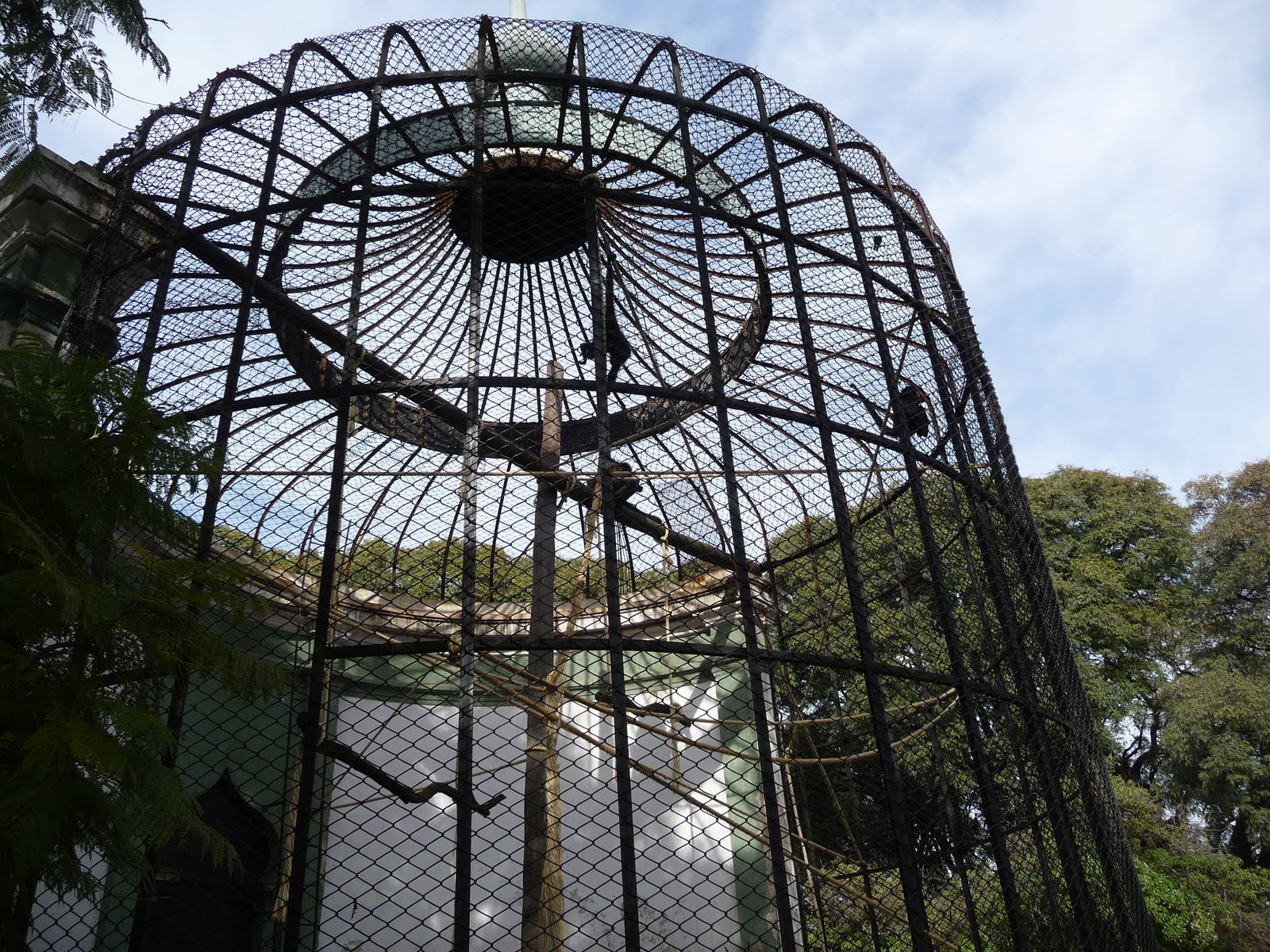 red faced spider monkey  exhibit Buenos Aires Zoo