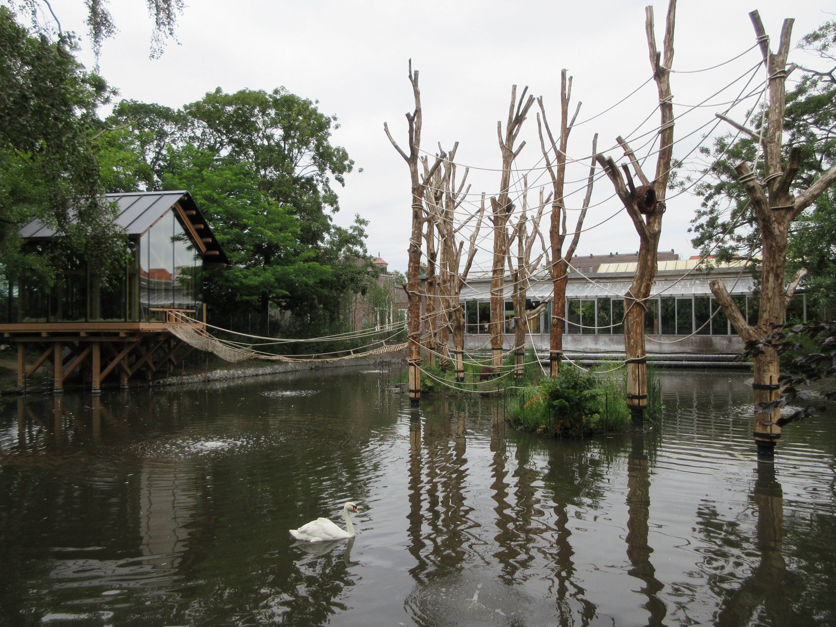 Red-faced Spider Monkey Exhibit (New in 2019)