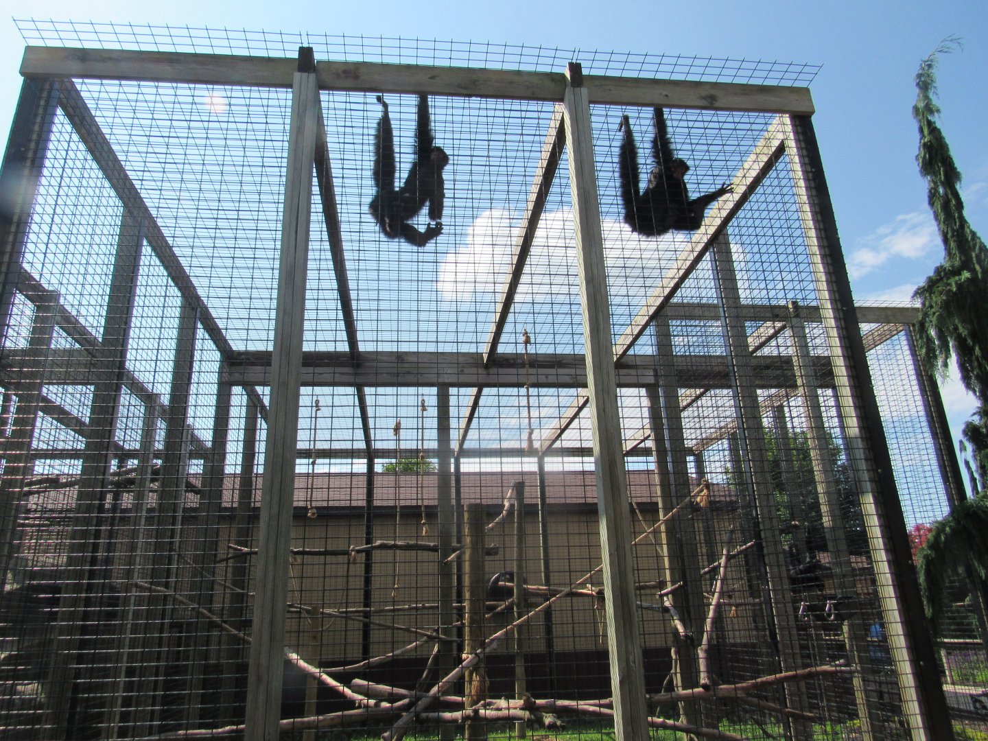 Red-faced Spider Monkey Exhibit