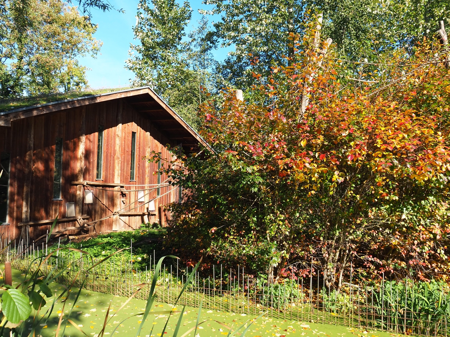 Red-faced spider monkey house and island (Oct 13th, 2018)