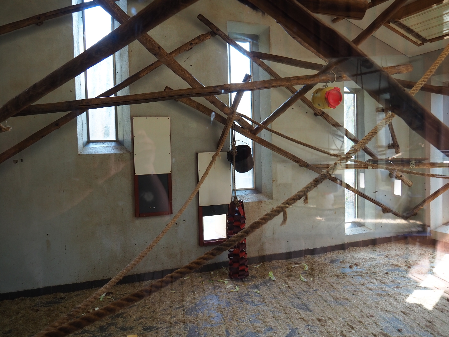 Red-faced spider monkey indoor housing, 2019-03-30