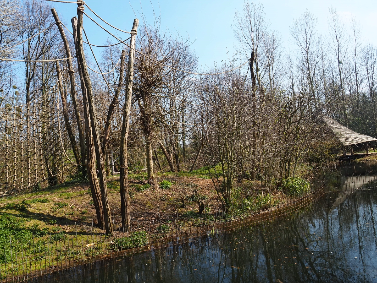 Red-faced spider monkey island, 2019-03-30