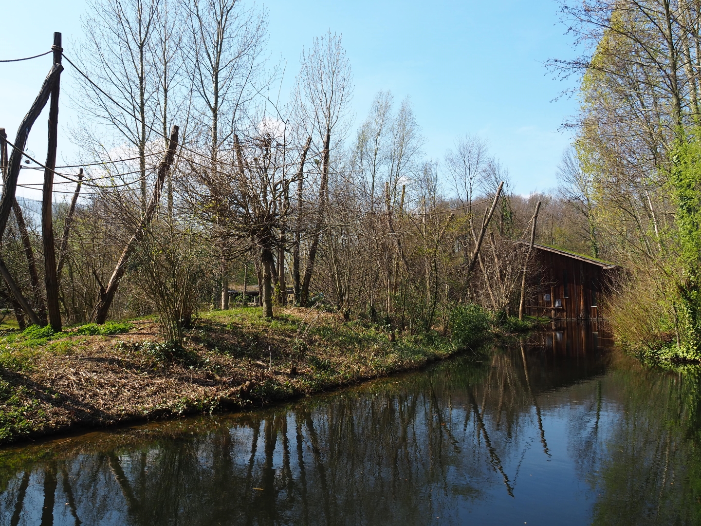 Red-faced spider monkey island, 2019-03-30