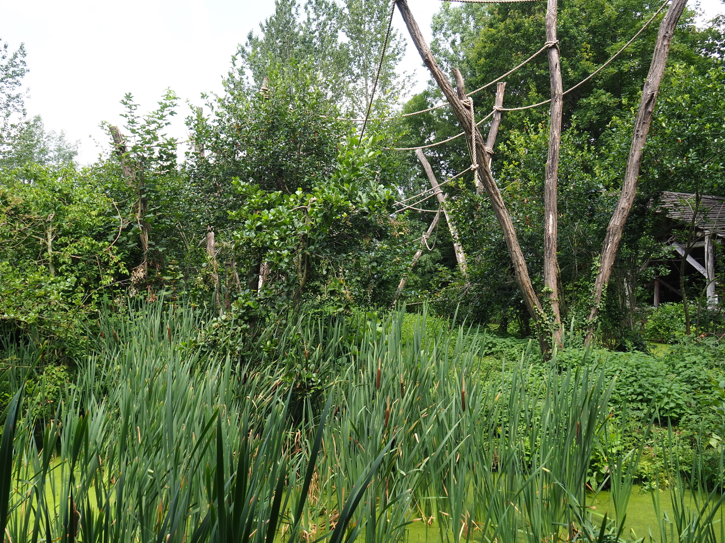 Red-faced spider monkey island, 2019-07-21