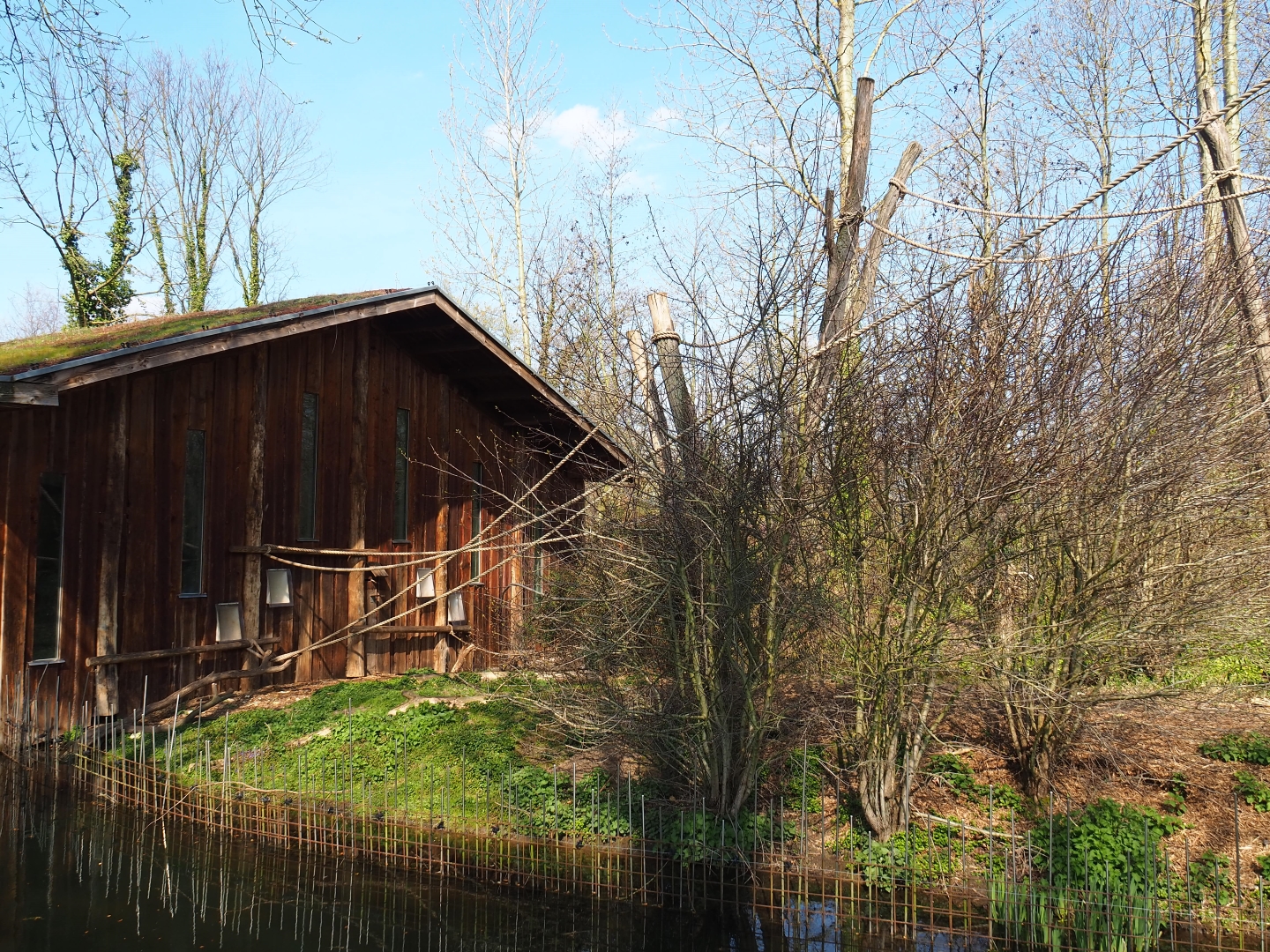 Red-faced spider monkey island and house, 2019-03-30