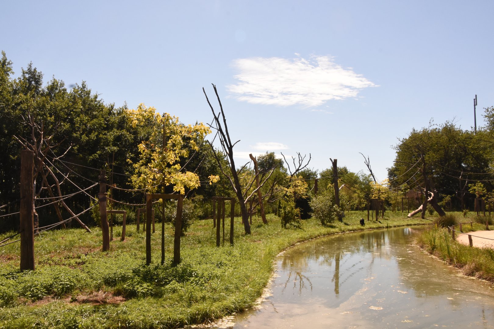 Red-faced Spider Monkey island (left part)