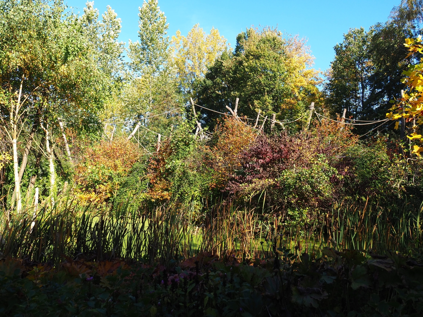 Red-faced spider monkey island (Oct 13th, 2018)