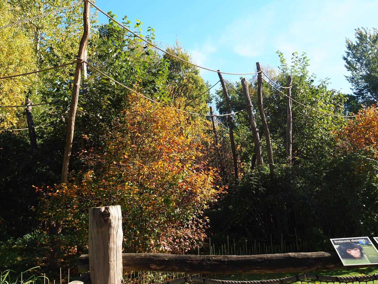 Red-faced spider monkey island (Oct 13th, 2018)