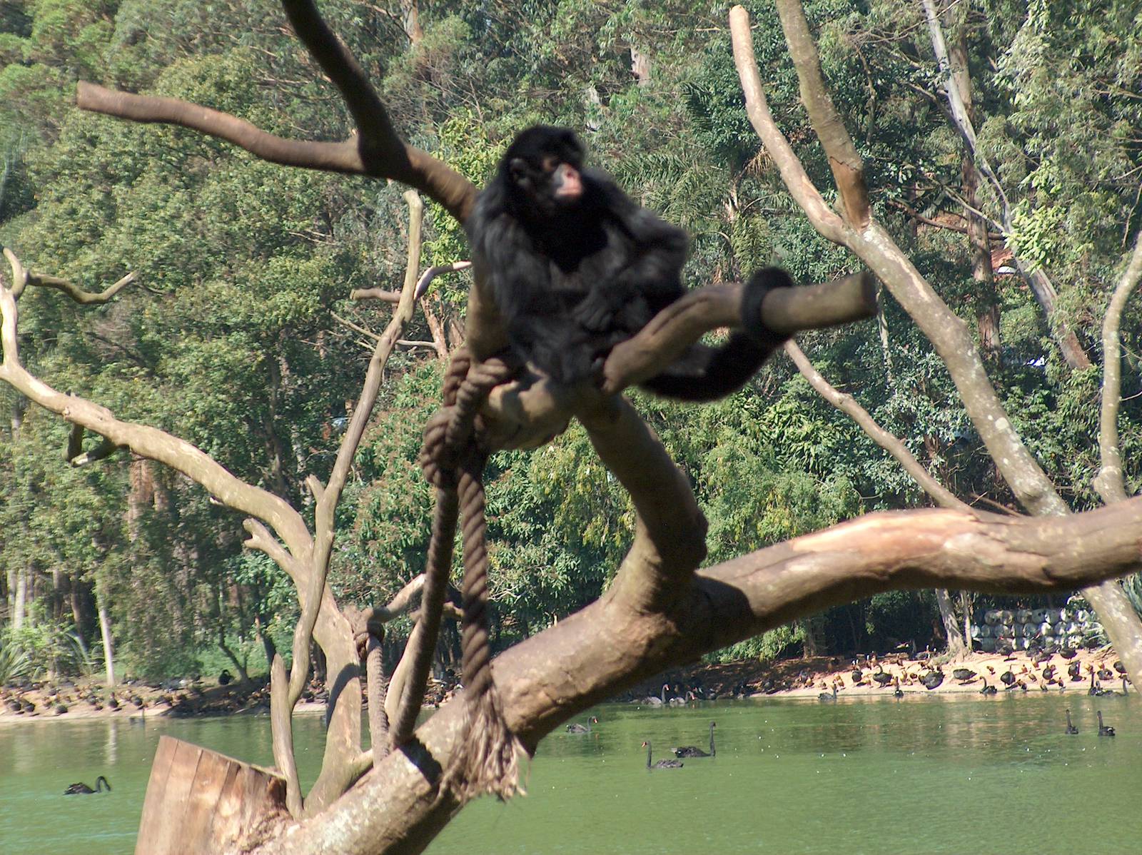 red faced spider monkey sao paulo zoo 2009