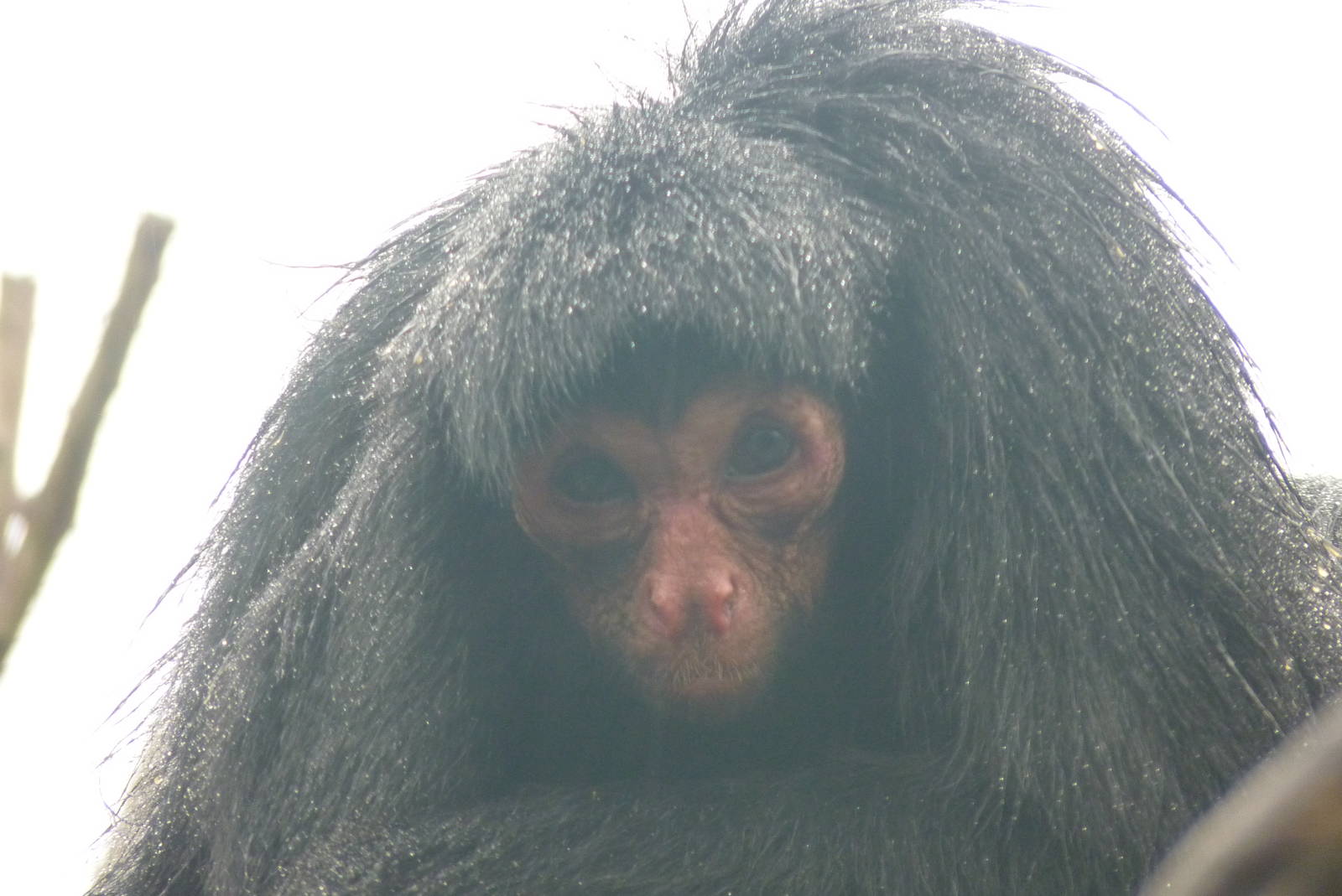 Red-faced Spider monkey, September 2016