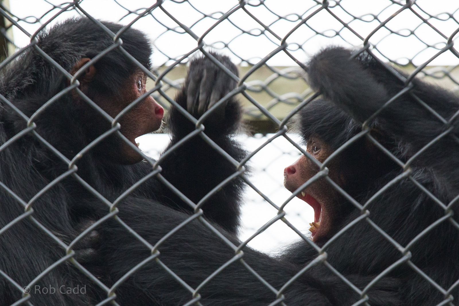 Red-faced spider monkey : Twycross : 31 Oct 2014