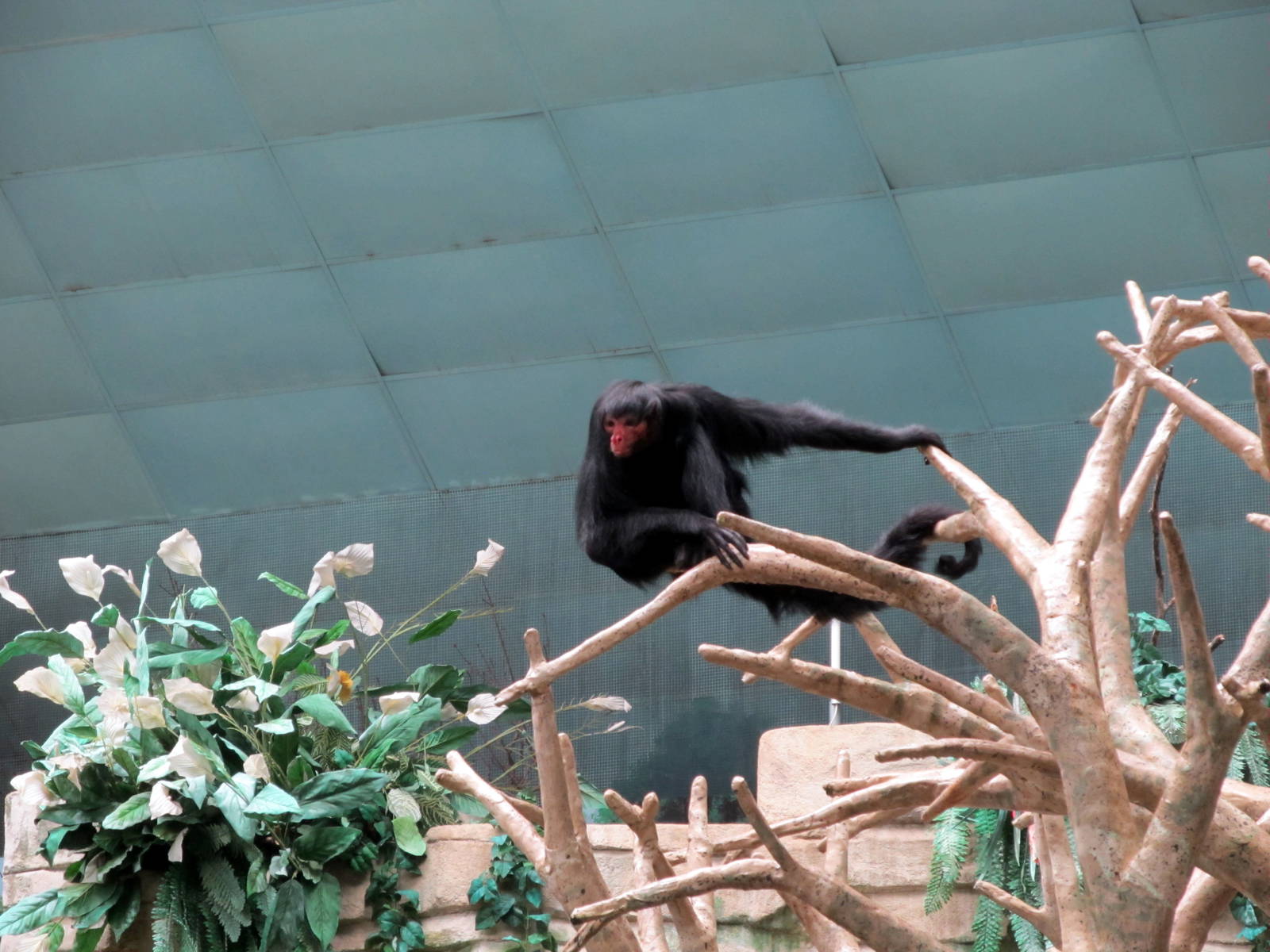 Red-faced Spider Monkey