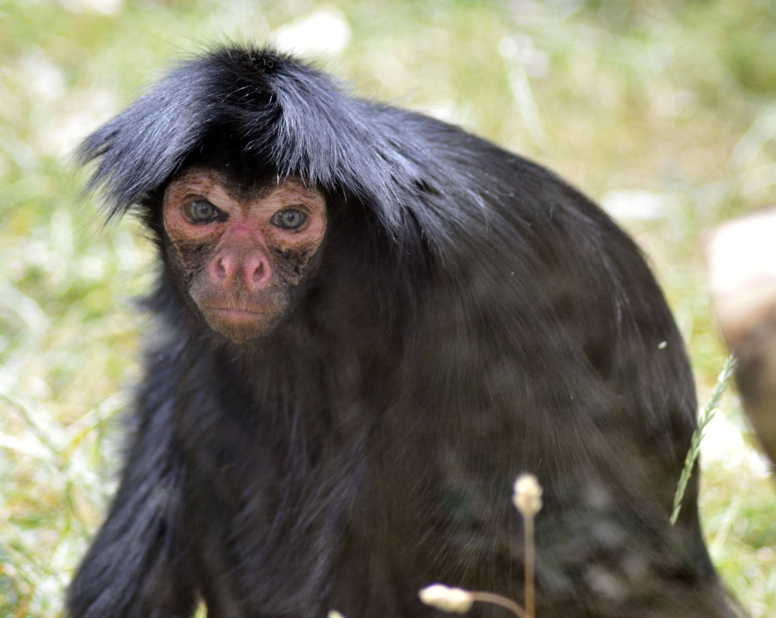 Red Faced Spider Monkey