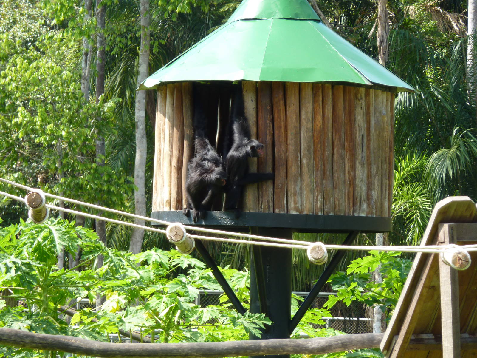 Red-faced spider monkey