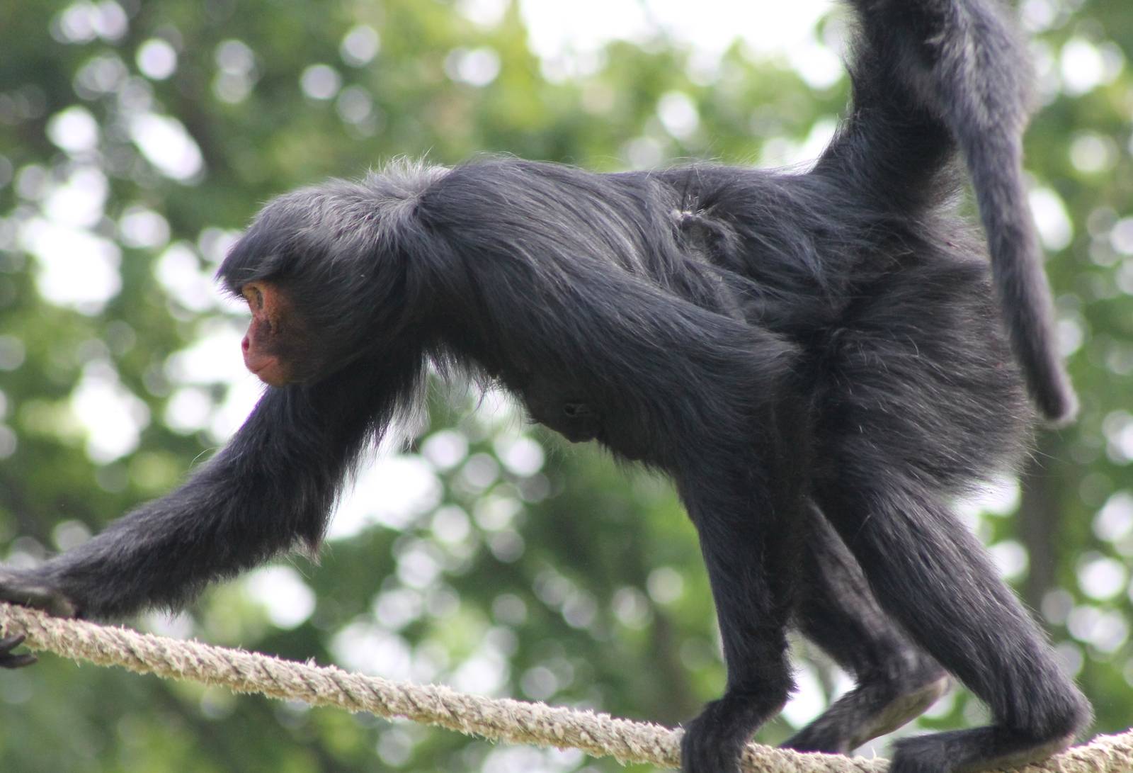 Red-faced spider monkey