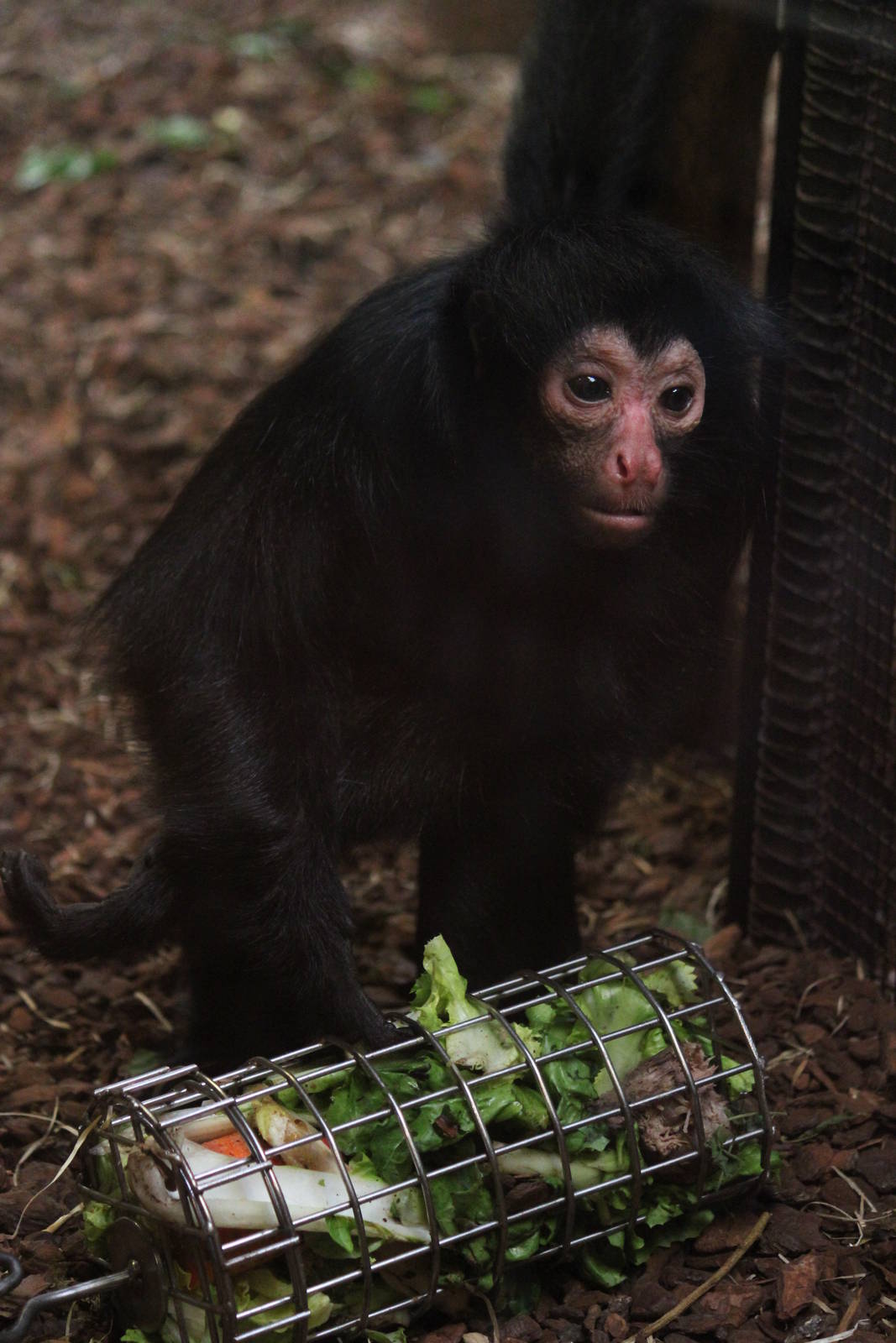 Red-faced spider monkey