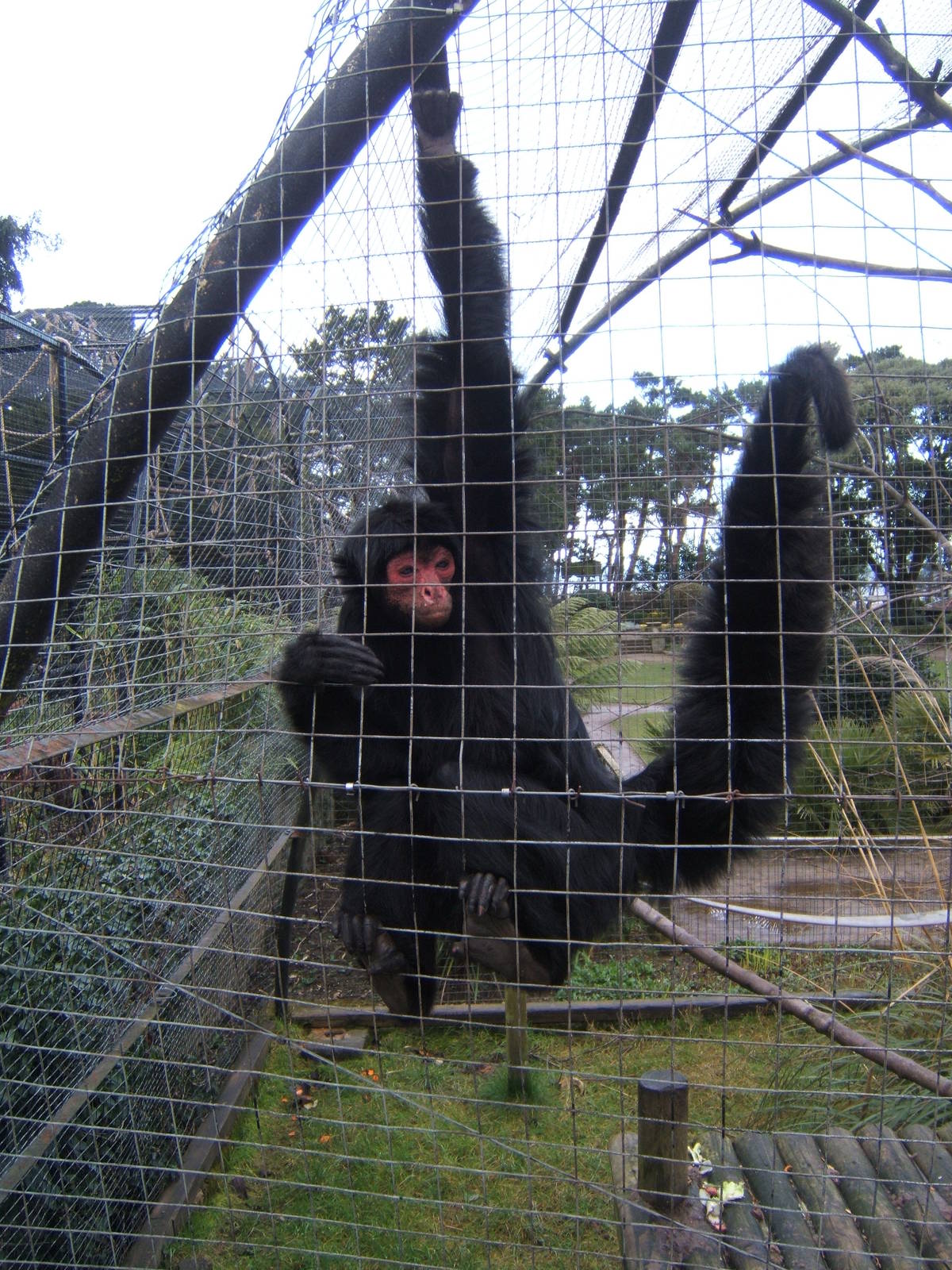 Red-faced Spider Monkey
