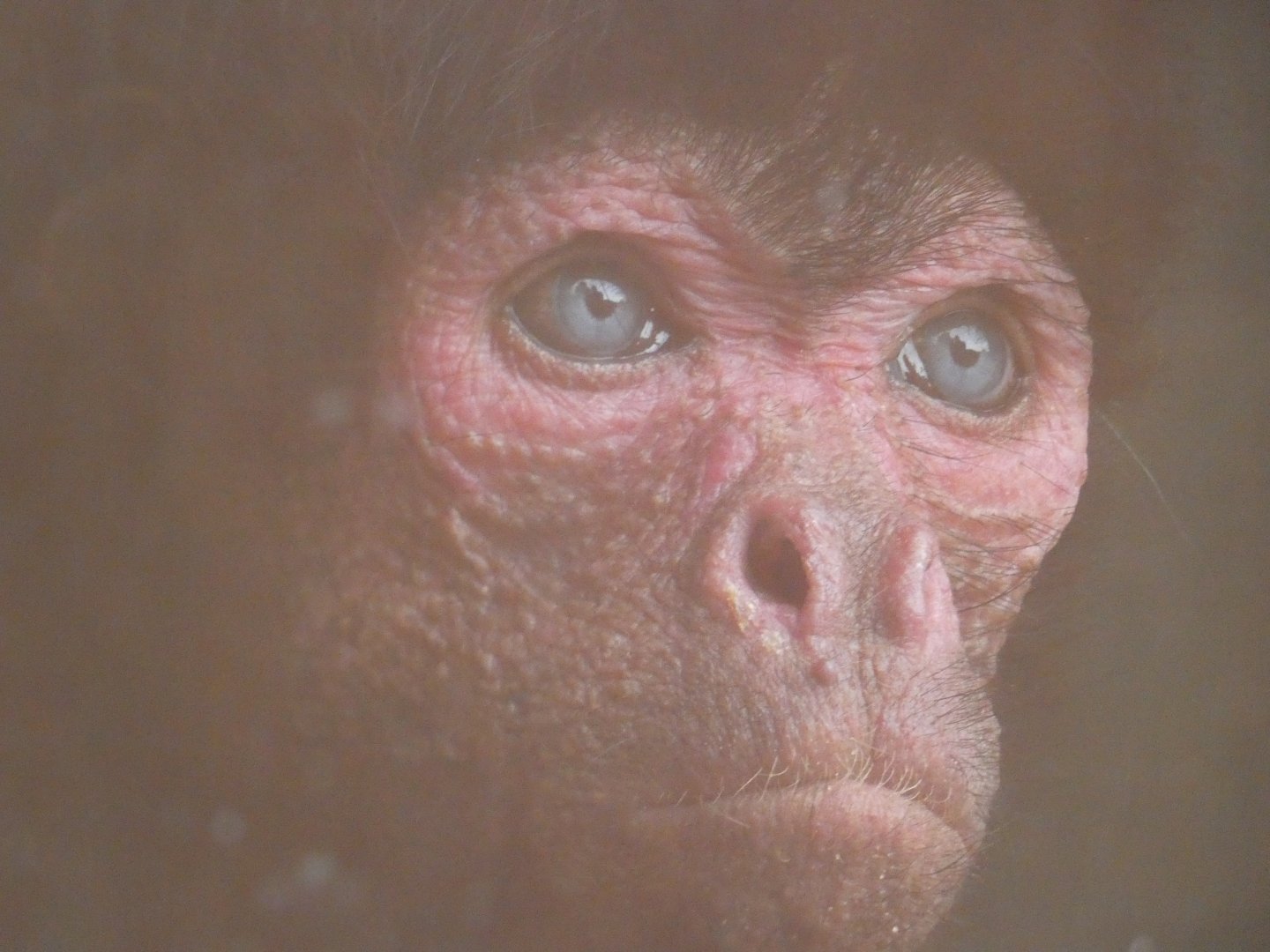 Red-faced Spider Monkey