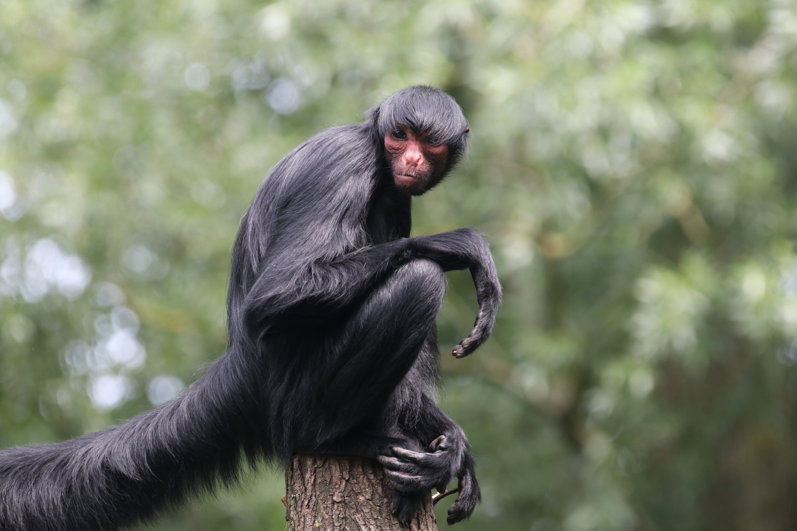Red-faced spider monkey