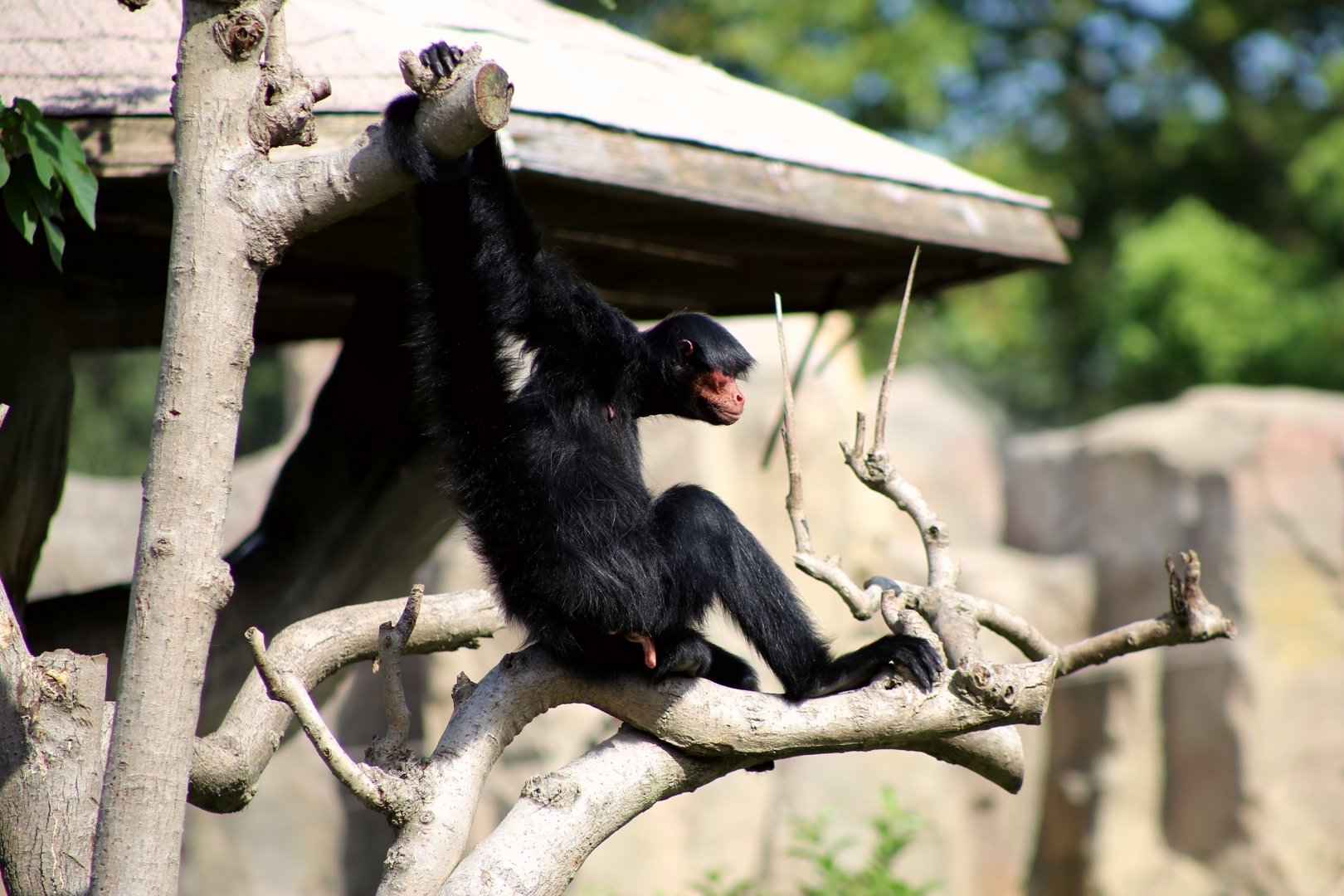 Red-faced Spider Monkey