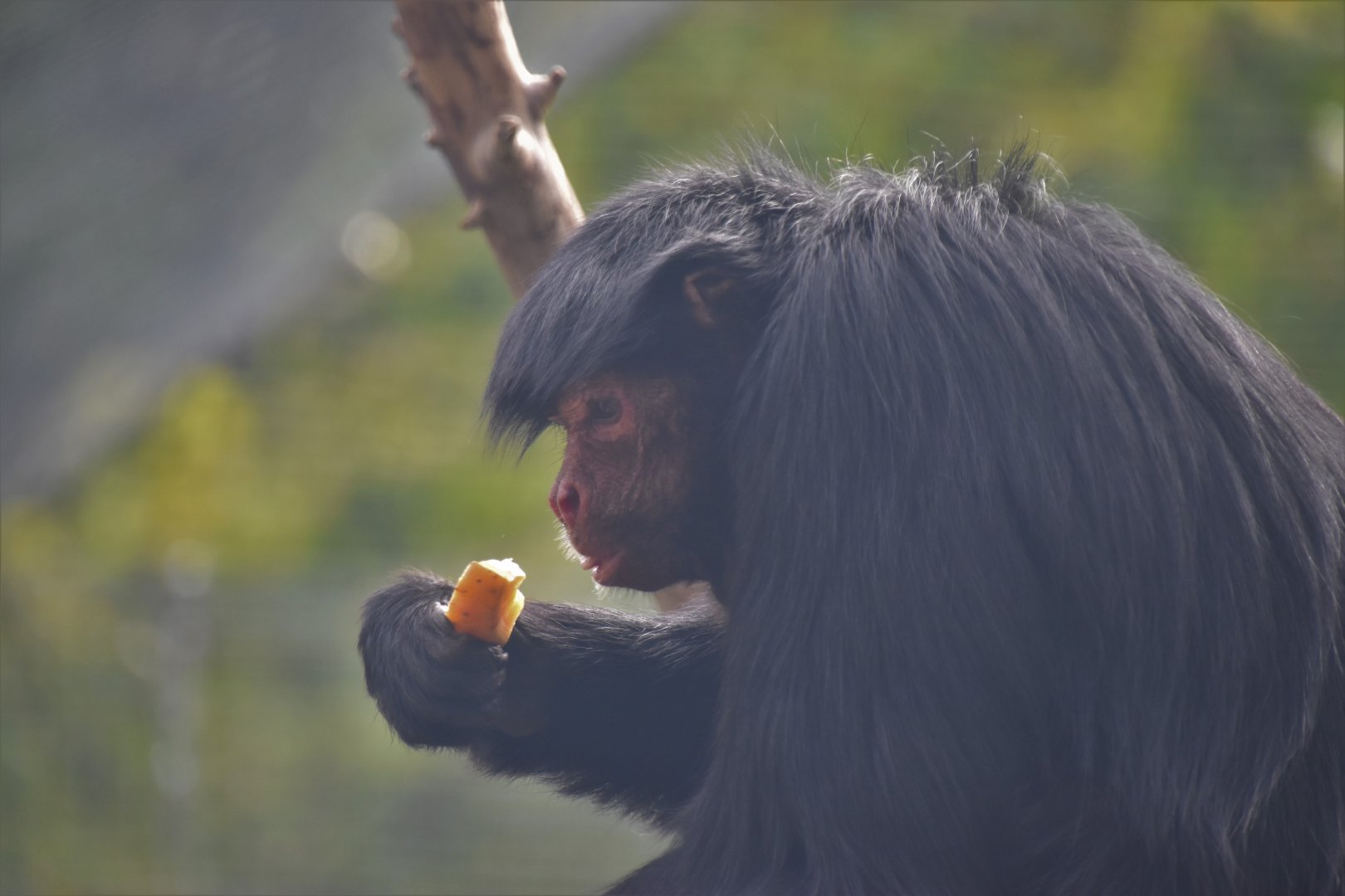 Red faced spider monkey