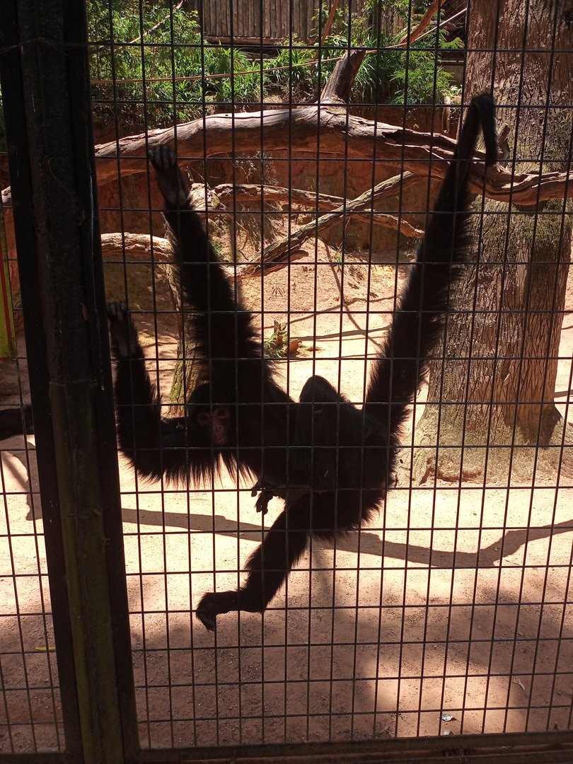 Red faced spider monkey
