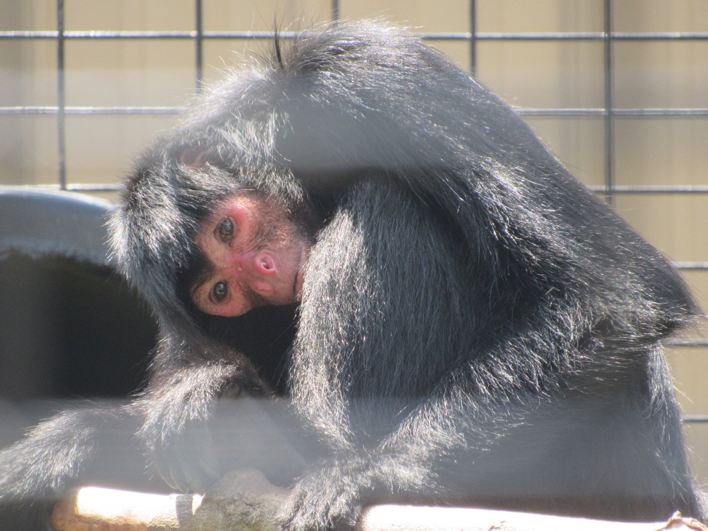 Red-faced Spider Monkey