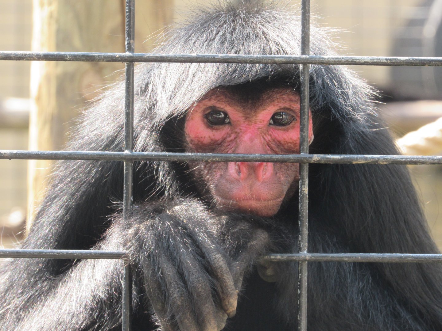 Red-faced Spider Monkey