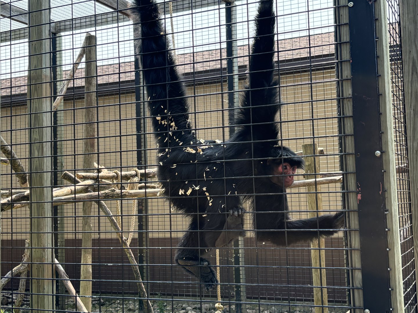 Red Faced Spider Monkey