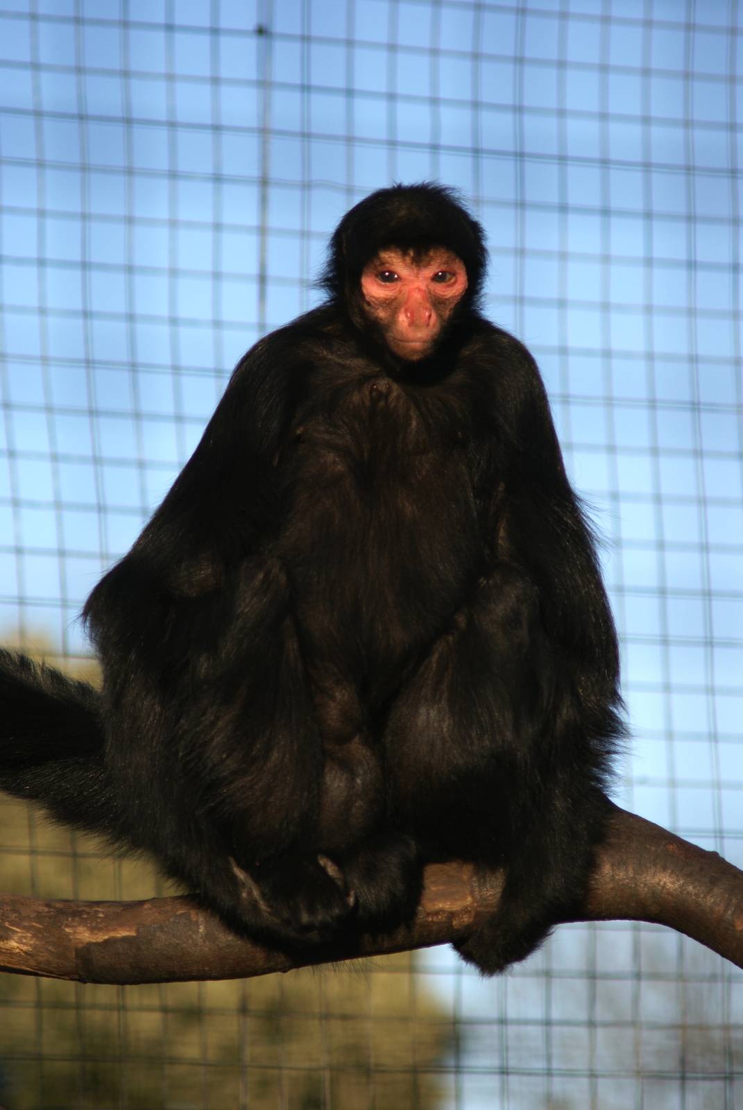 Red faced spider monkey