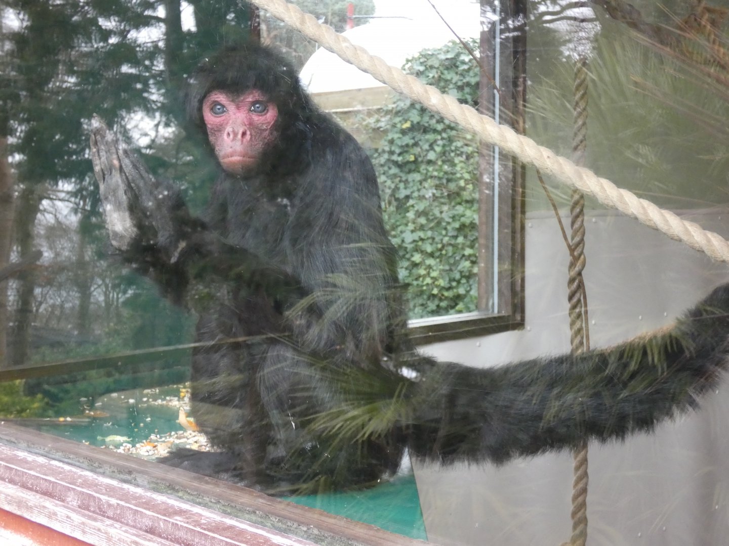 Red-faced spider monkey