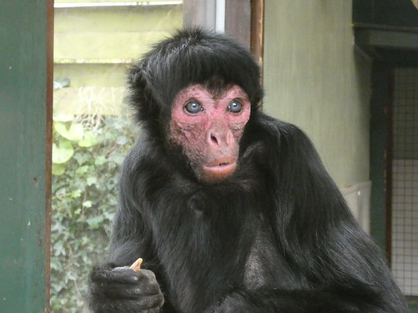 Red-faced spider monkey