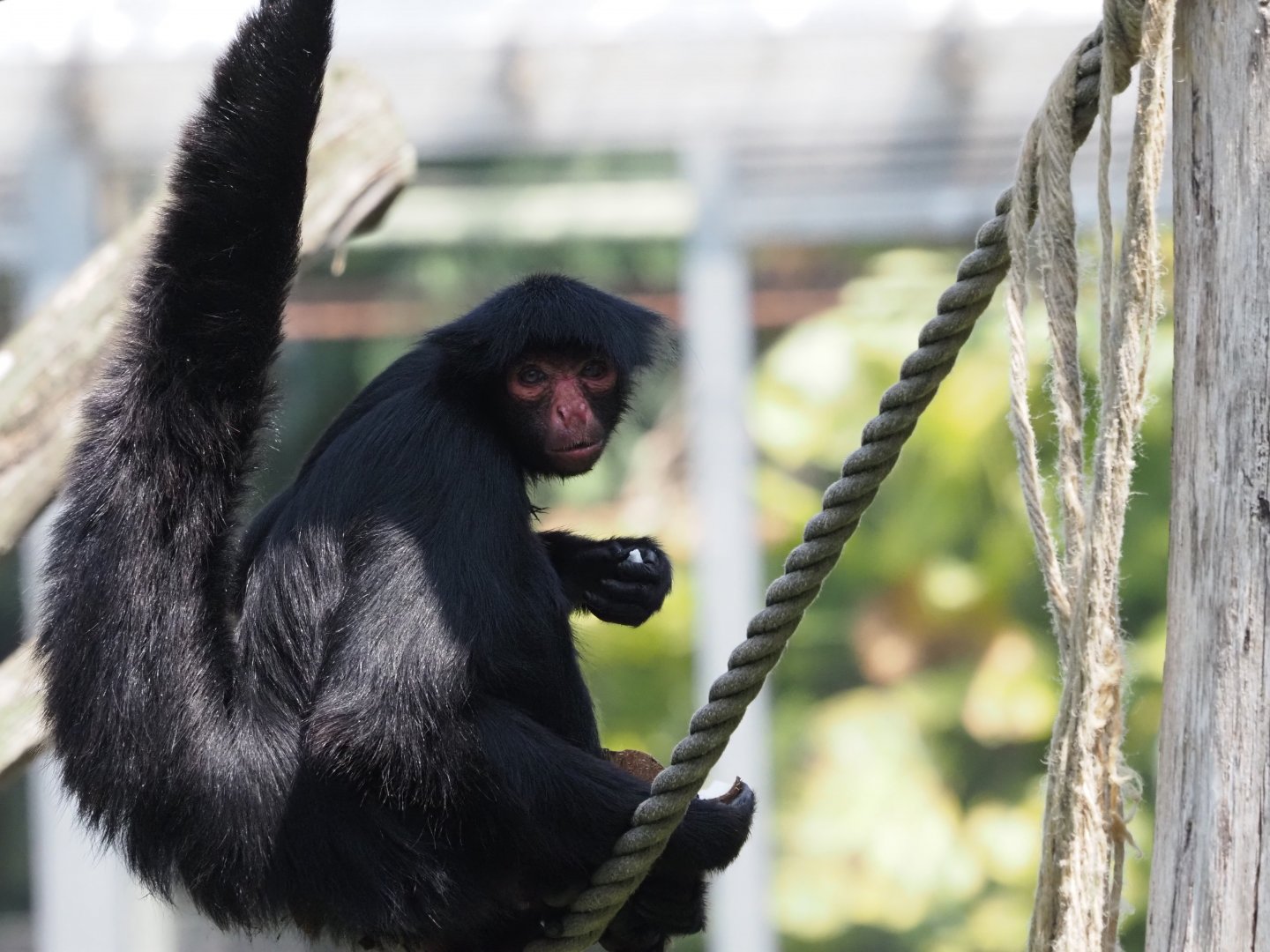 Red-Faced Spider Monkey