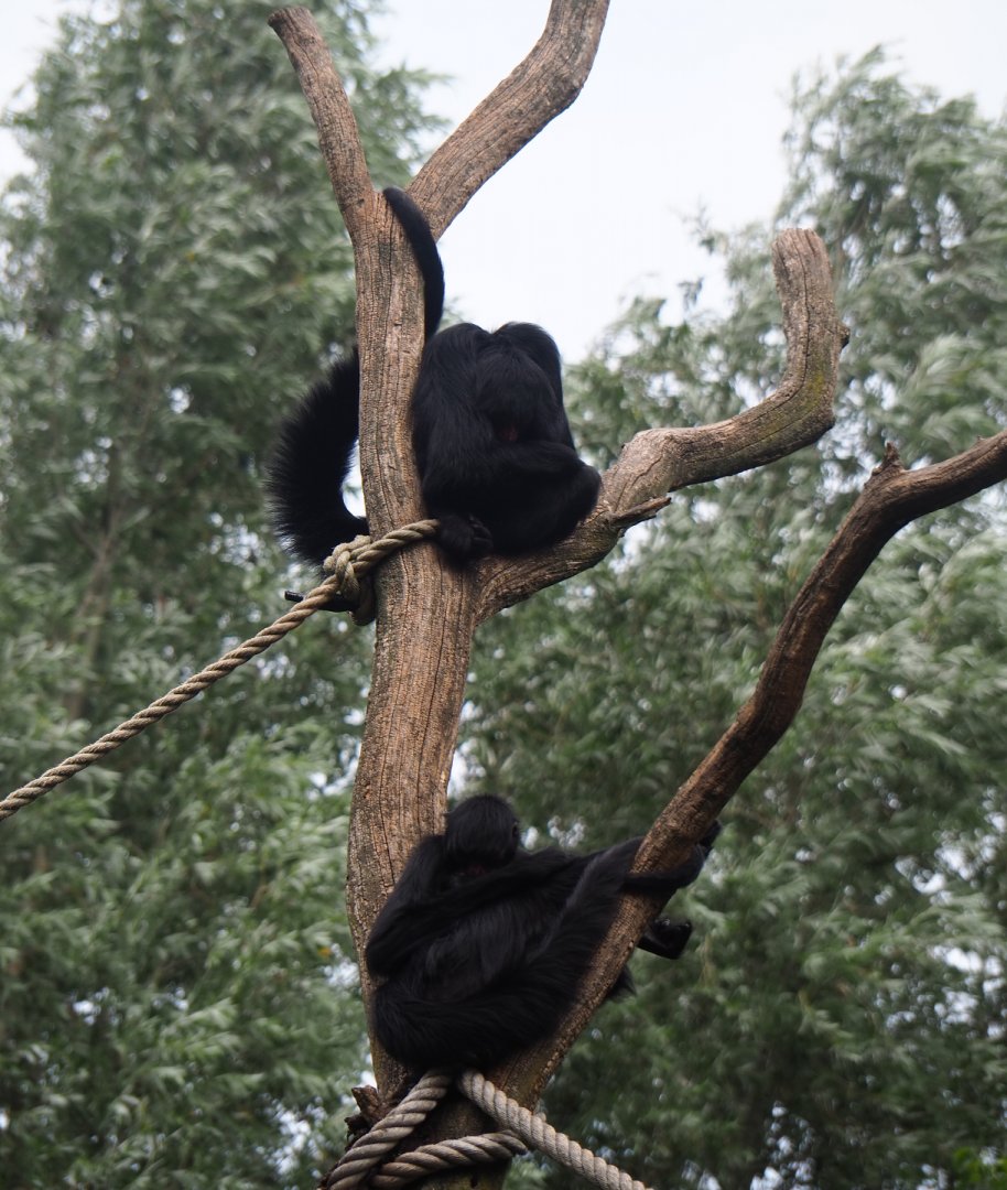 Red-faced spider monkeys (Ateles paniscus) in a tree, 2019-08-11
