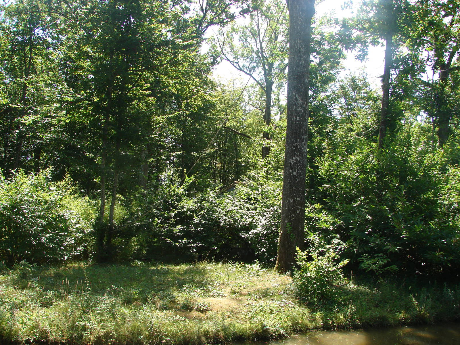 Red-faced spider monkeys island