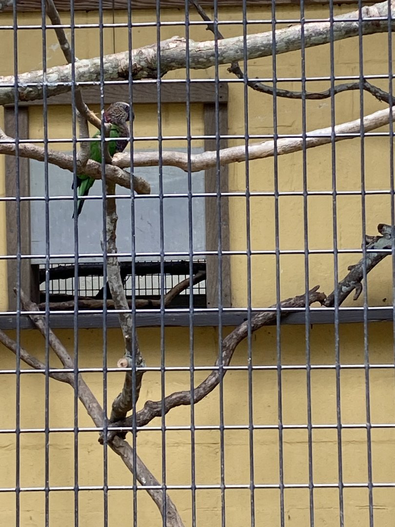 Red-Fan Parrot - 6/22/2023