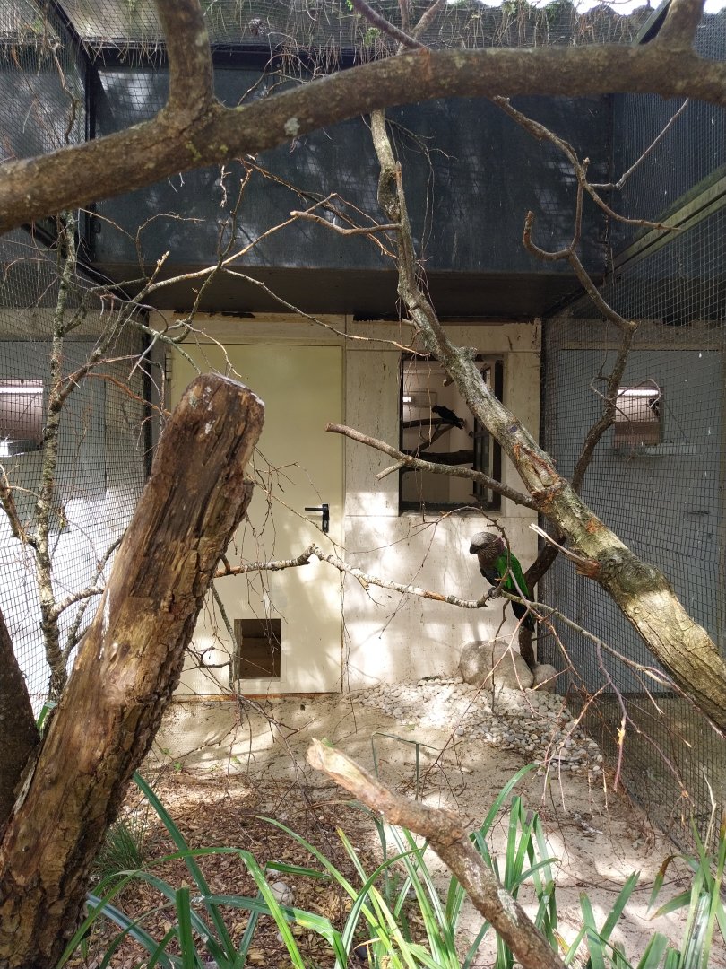 Red-fan parrot aviary