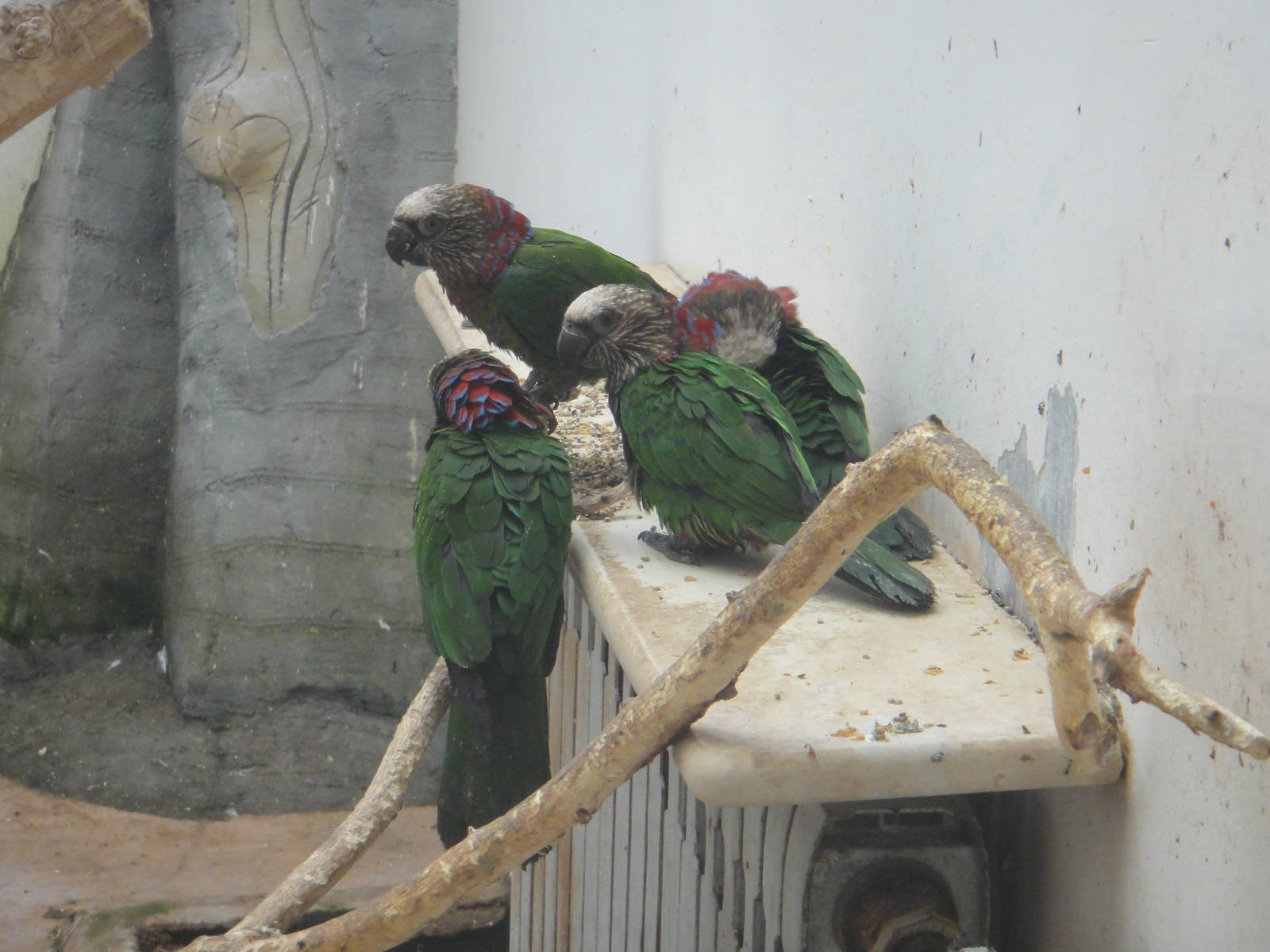 Red-fan Parrot (Deroptyus accipitrinus)
