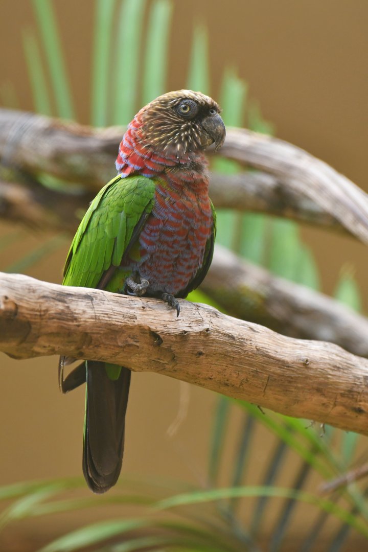 Red-fan Parrot Deroptyus accipitrinus