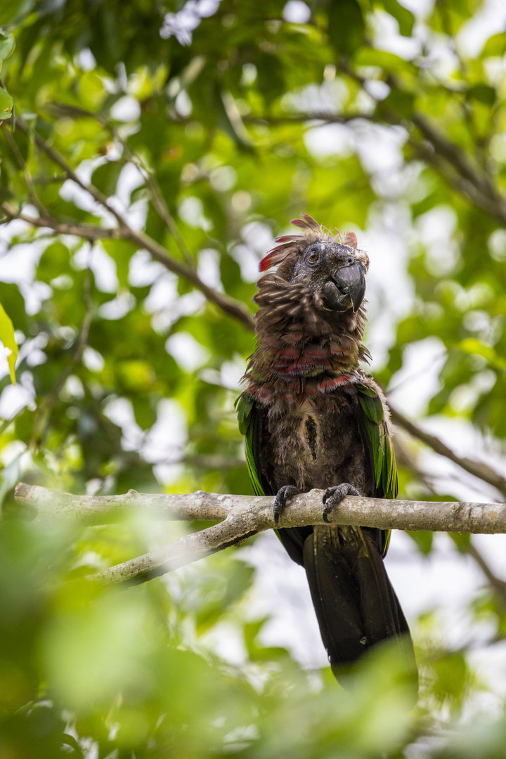 Red-fan parrot (Deroptyus accipitrinus)