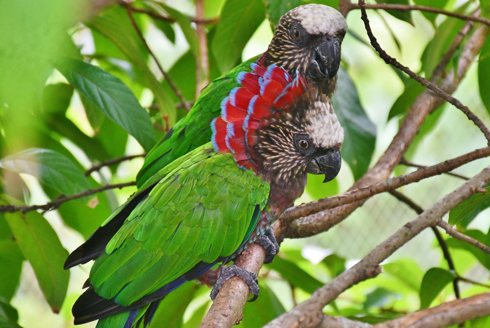 Red-fan Parrot (Deroptyus accipitrinus)