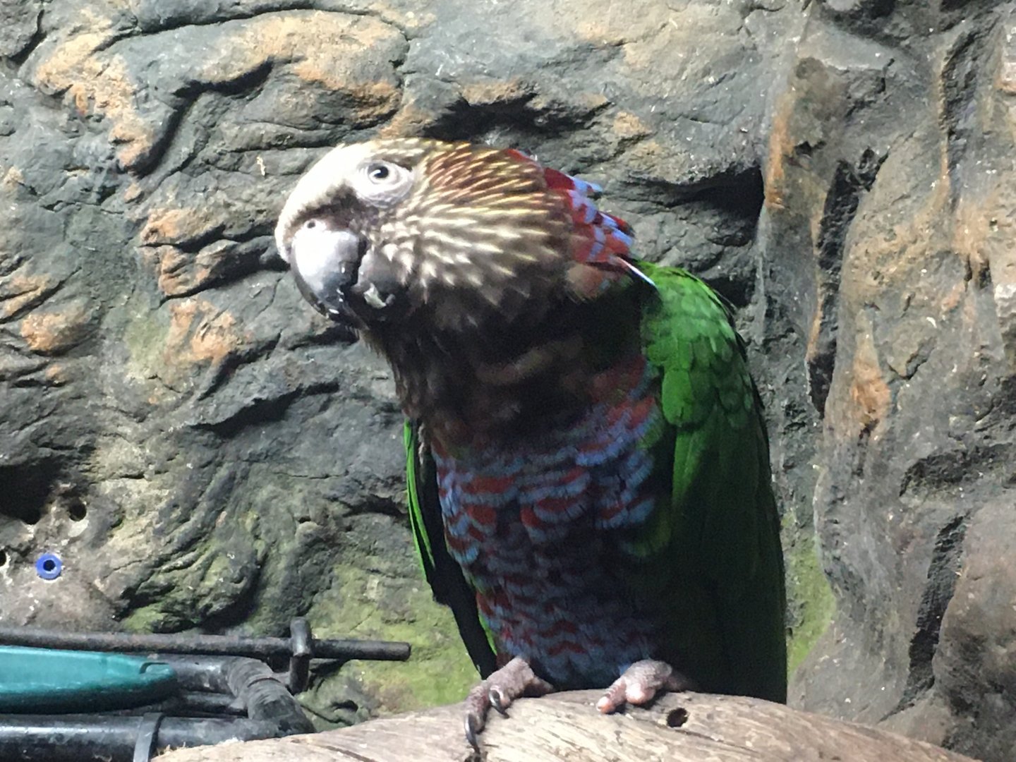Red-Fan Parrot (Deroptyus accipitrinus)