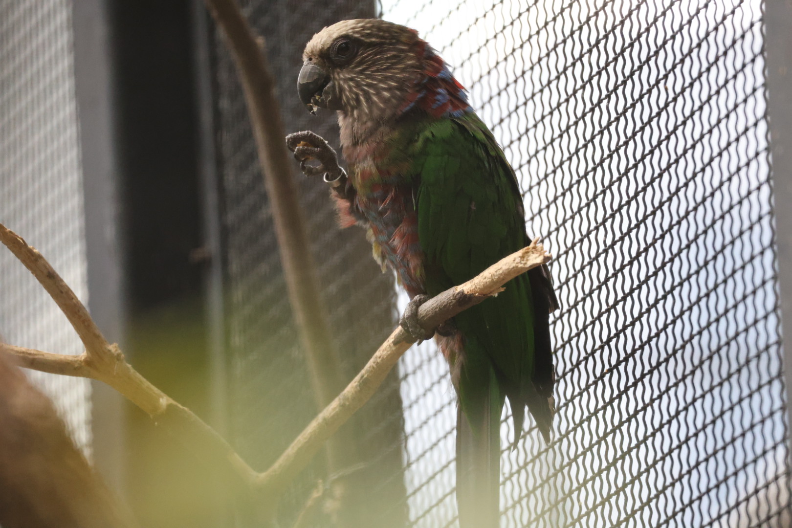 Red-fan parrot (Deroptyus accipitrinus)