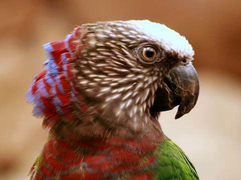 Red-fan Parrot