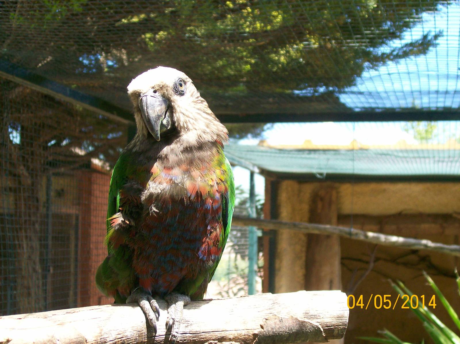 Red-fan parrot