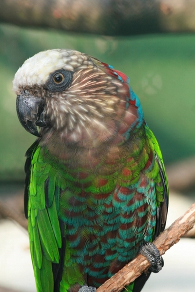 Red-fan Parrot