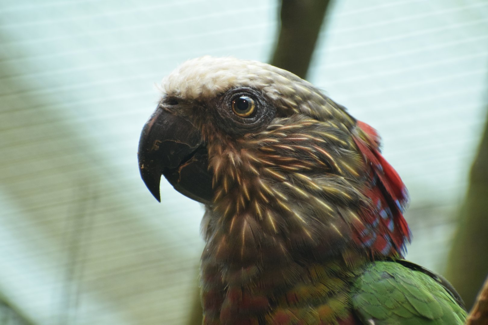 Red-fan parrot