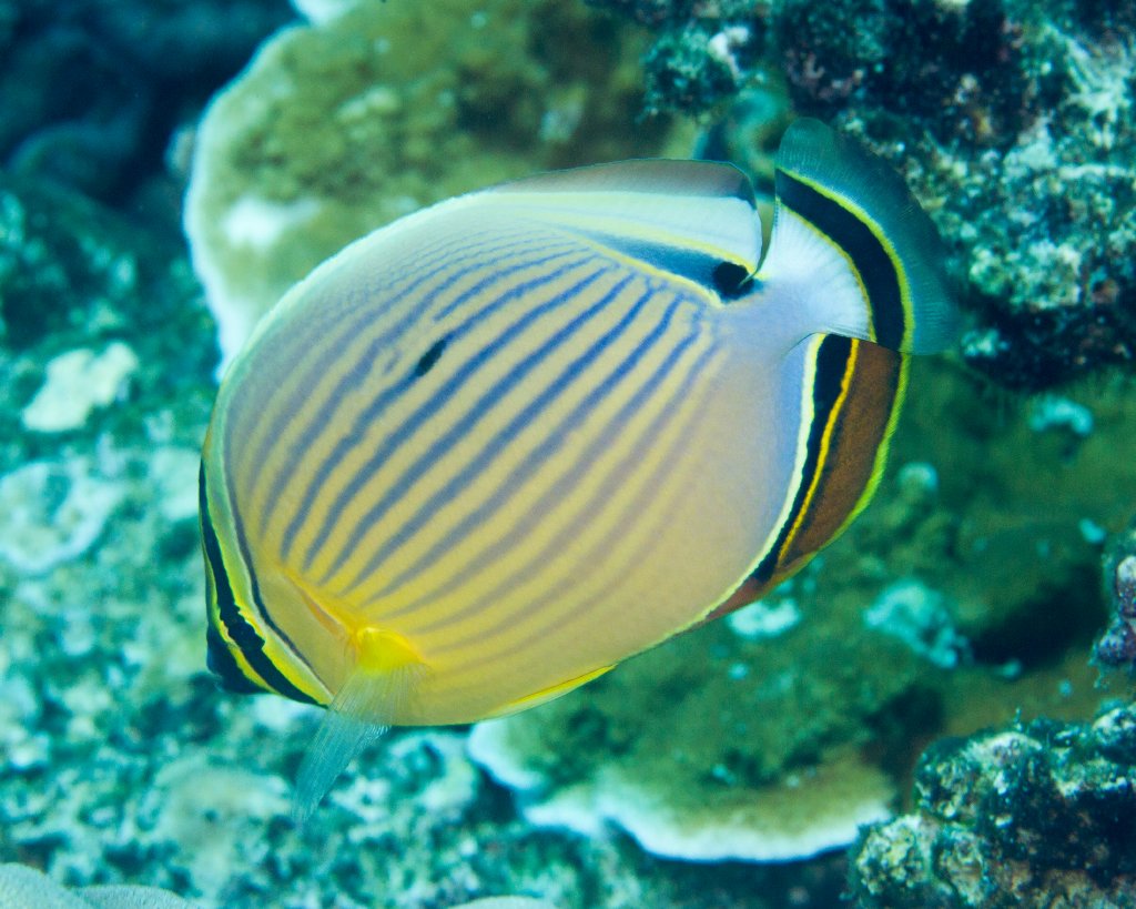 Red-fin Butterflyfish